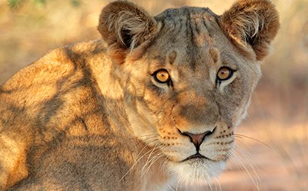 Lioness, World Wildlife Fund