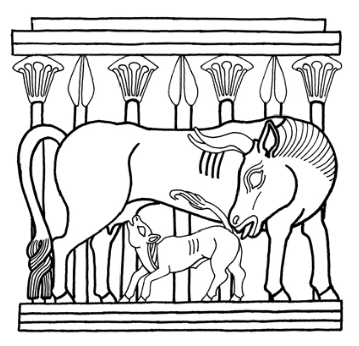 drawing of cow with suckling calf